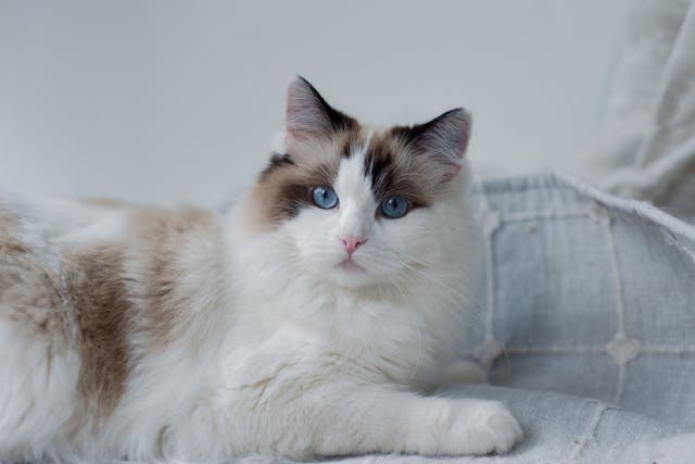 12 Extraordinary Indoor Cat Breeds Every Apartment Owner Should Know About
