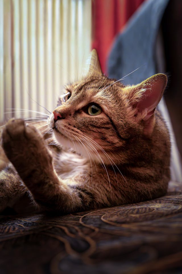 15 Must-Have Essentials Before Bringing a Kitten Home — The Ultimate Checklist