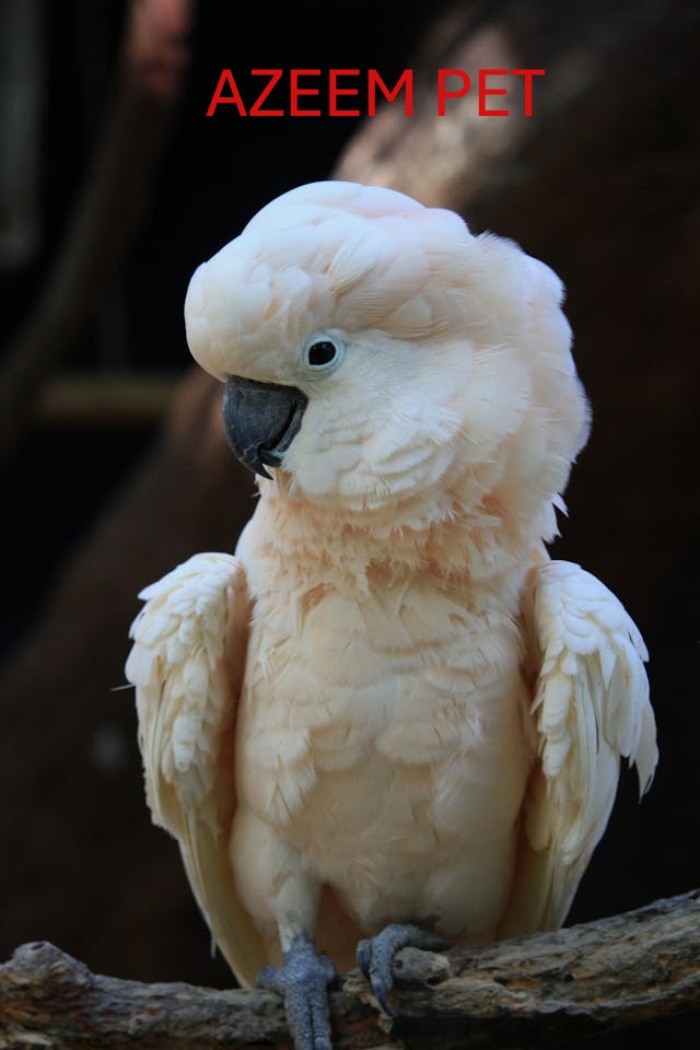12 Must-Know Tips for Ethical Parrot Keeping and Avoiding Illegal Trade