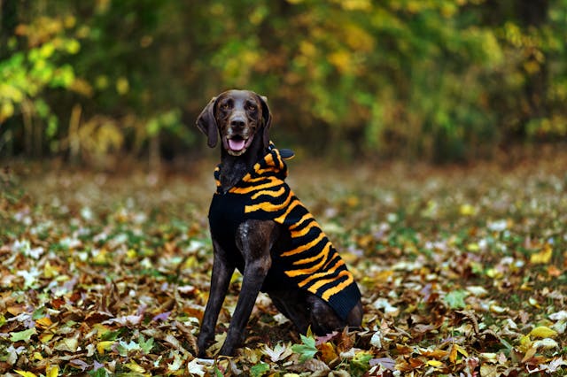 Dangerous Japanese Dog Breeds: