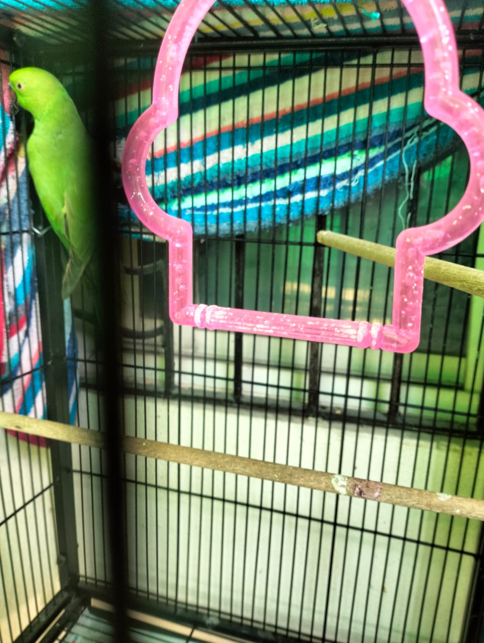 7 Powerful Ways to Boost Your Green Parakeet’s Lifespan and Health”