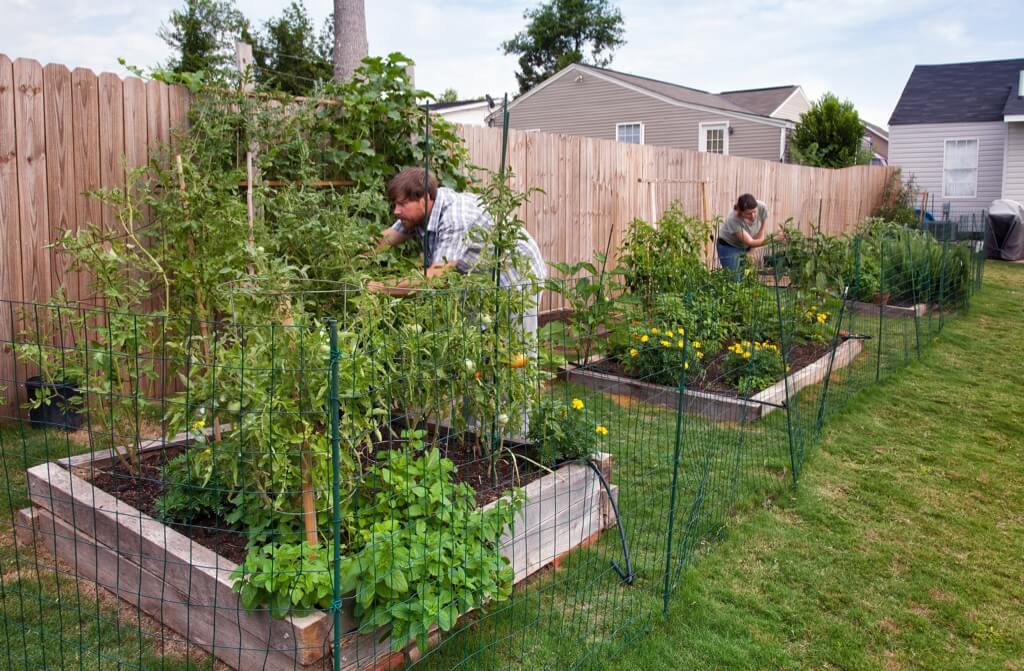 back yard garden