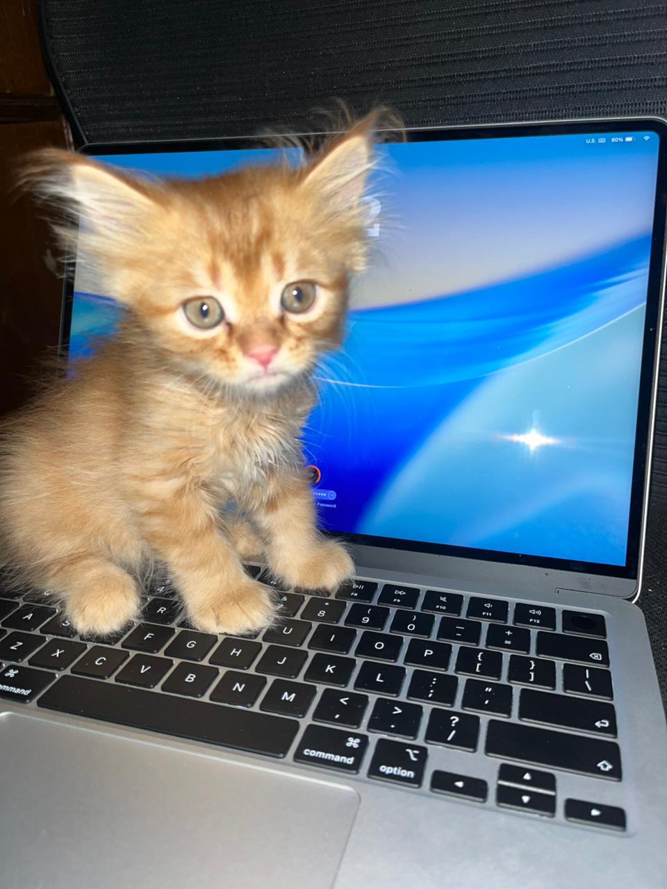 persian cat