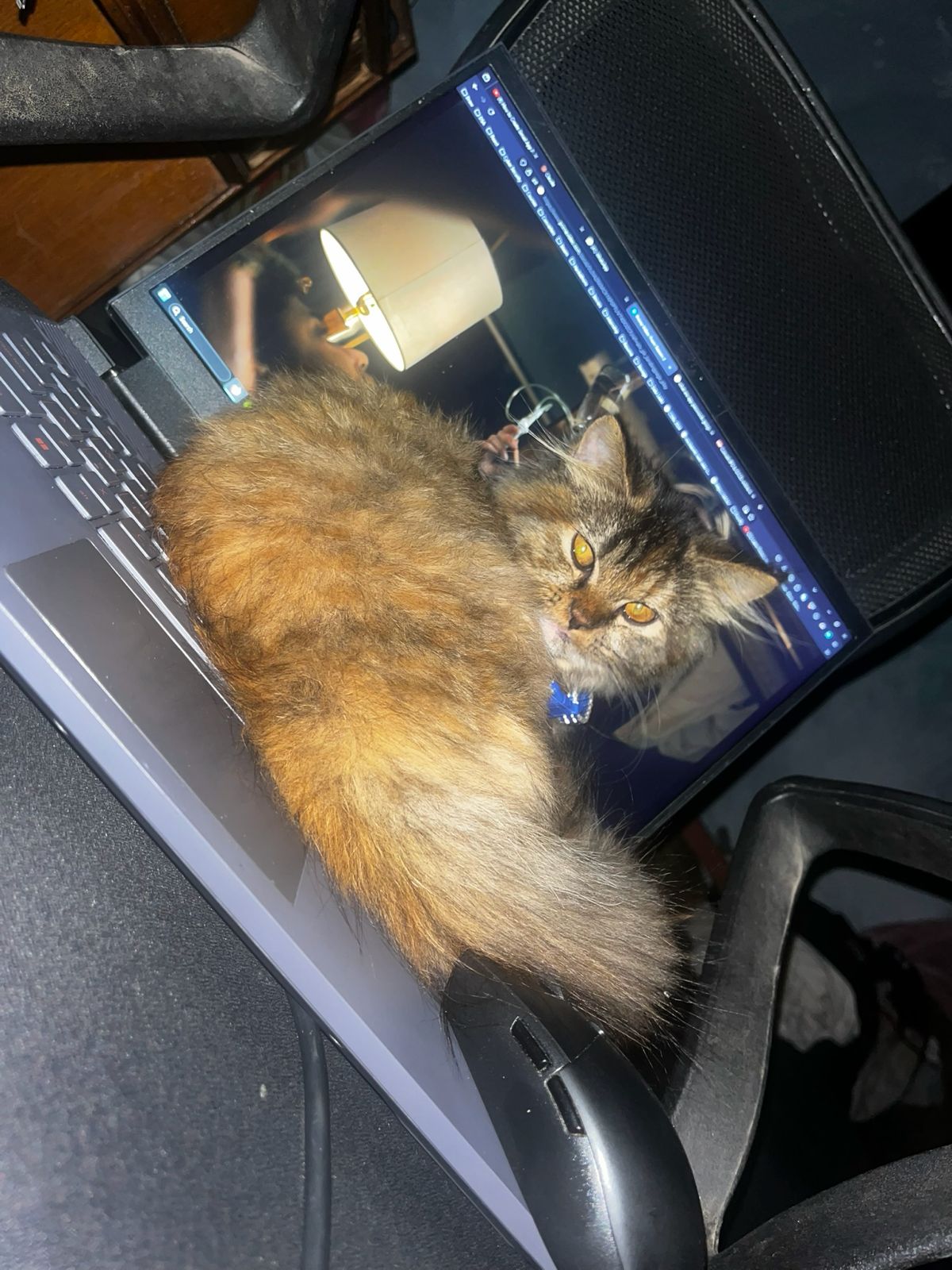persian cats
