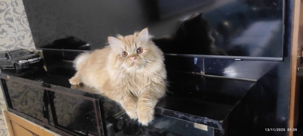 my persian cat