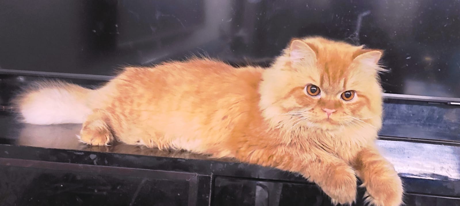 oralcare for persian cats