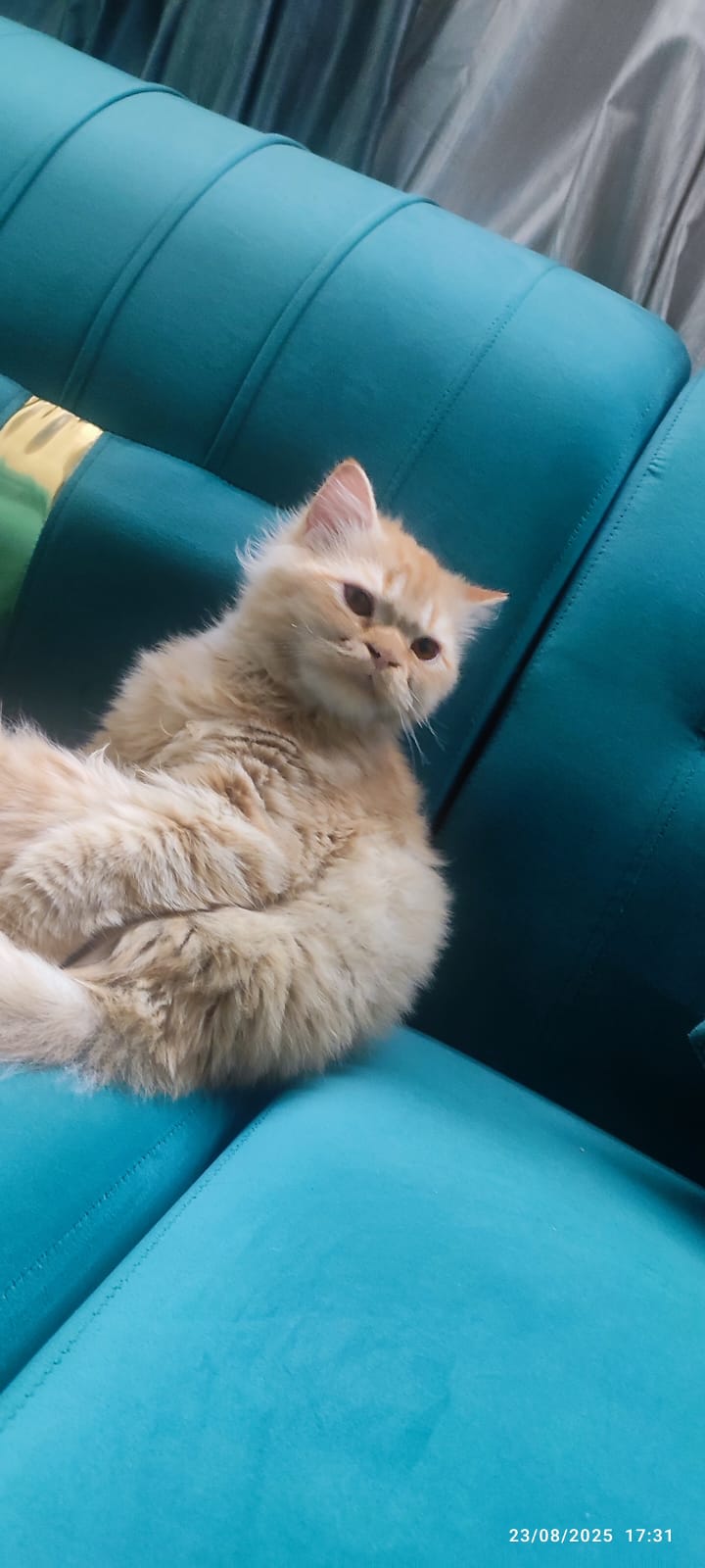 allergies with persian cats