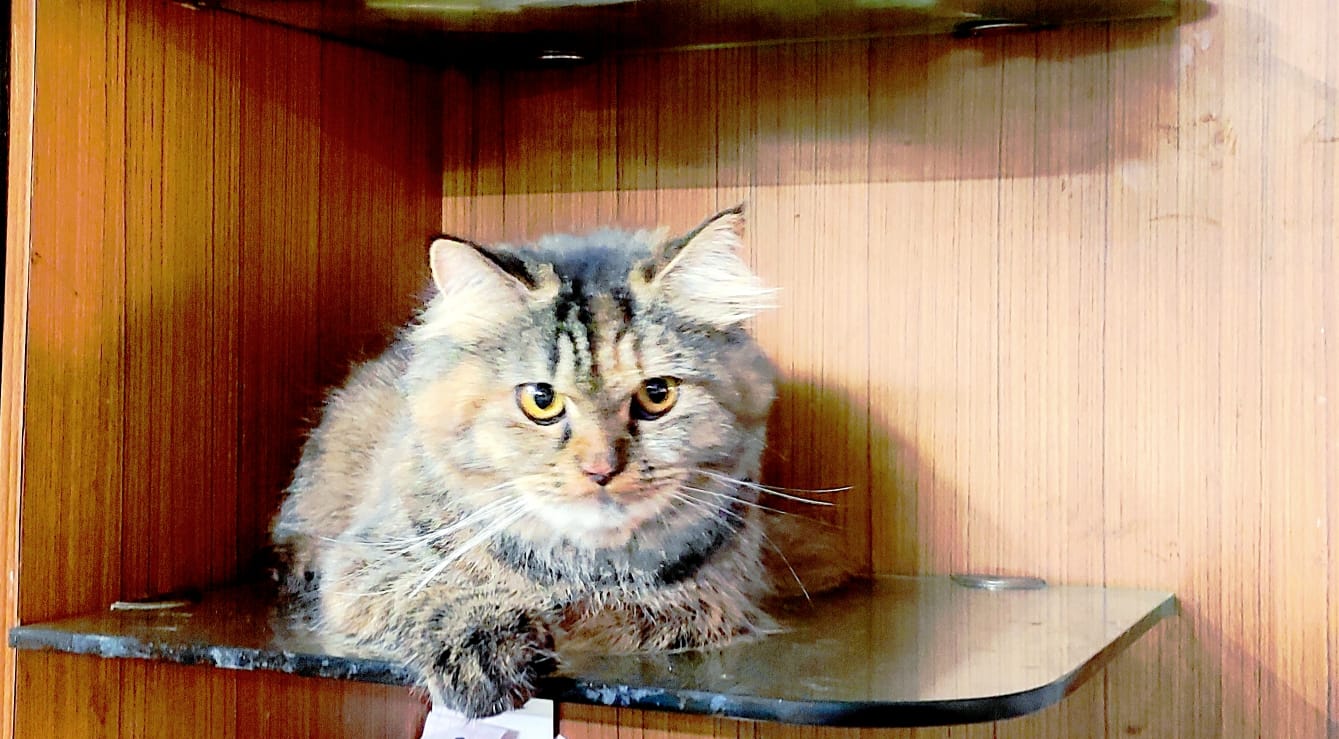 persian