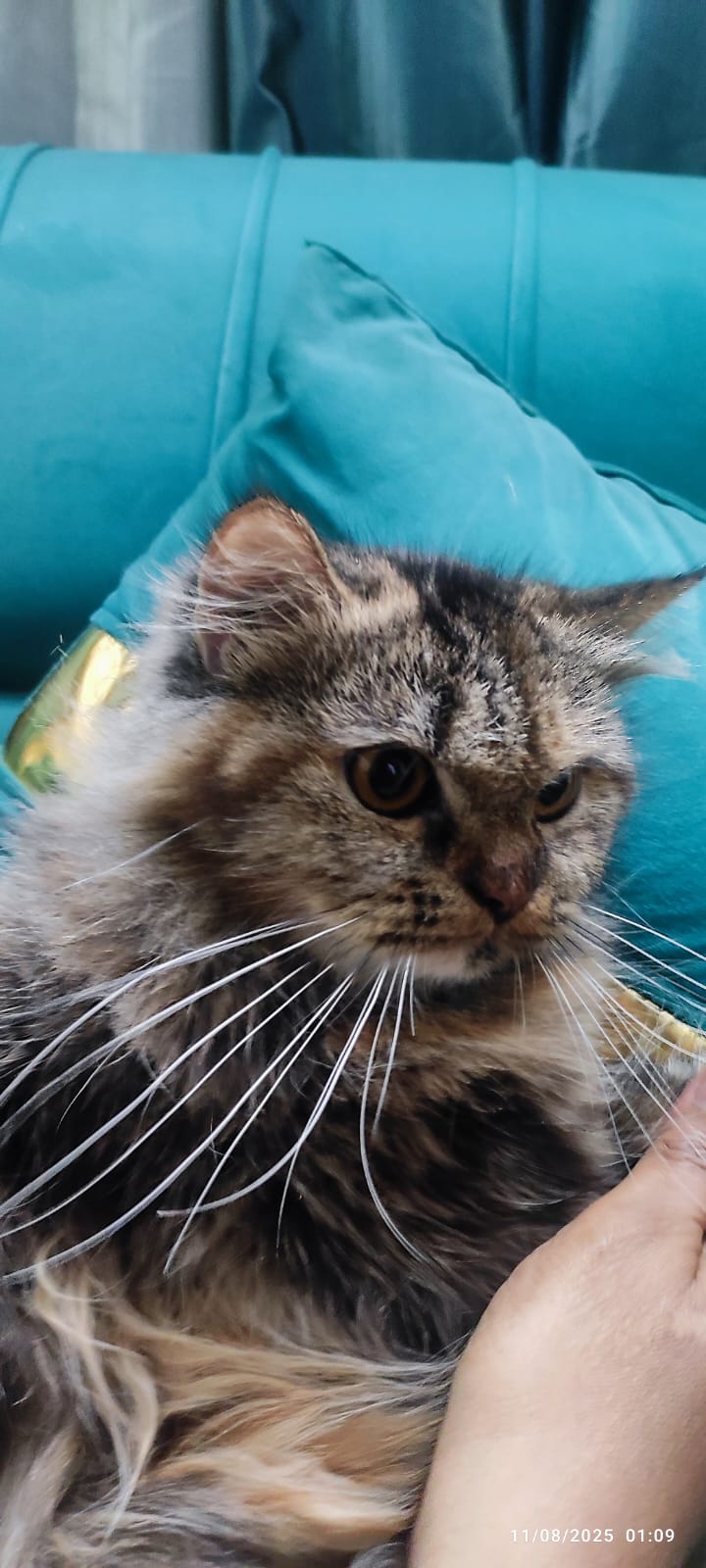flea treatment